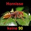 Hornisse_k90
